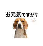 ビーグル犬‎ᐡˊﻌˋᐡ TONY BOY♡2（個別スタンプ：13）