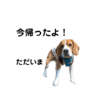 ビーグル犬‎ᐡˊﻌˋᐡ TONY BOY♡2（個別スタンプ：14）