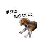 ビーグル犬‎ᐡˊﻌˋᐡ TONY BOY♡2（個別スタンプ：15）