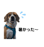 ビーグル犬‎ᐡˊﻌˋᐡ TONY BOY♡2（個別スタンプ：16）