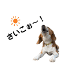 ビーグル犬‎ᐡˊﻌˋᐡ TONY BOY♡2（個別スタンプ：17）