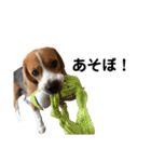ビーグル犬‎ᐡˊﻌˋᐡ TONY BOY♡2（個別スタンプ：18）