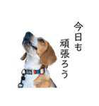 ビーグル犬‎ᐡˊﻌˋᐡ TONY BOY♡2（個別スタンプ：19）