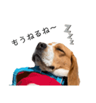 ビーグル犬‎ᐡˊﻌˋᐡ TONY BOY♡2（個別スタンプ：20）