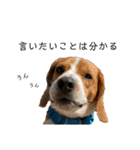 ビーグル犬‎ᐡˊﻌˋᐡ TONY BOY♡2（個別スタンプ：21）