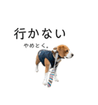 ビーグル犬‎ᐡˊﻌˋᐡ TONY BOY♡2（個別スタンプ：22）