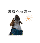 ビーグル犬‎ᐡˊﻌˋᐡ TONY BOY♡2（個別スタンプ：24）