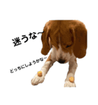 ビーグル犬‎ᐡˊﻌˋᐡ TONY BOY♡2（個別スタンプ：25）