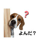 ビーグル犬‎ᐡˊﻌˋᐡ TONY BOY♡2（個別スタンプ：26）