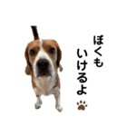 ビーグル犬‎ᐡˊﻌˋᐡ TONY BOY♡2（個別スタンプ：27）