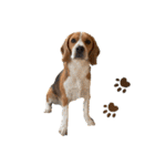 ビーグル犬‎ᐡˊﻌˋᐡ TONY BOY♡2（個別スタンプ：29）