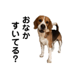 ビーグル犬‎ᐡˊﻌˋᐡ TONY BOY♡2（個別スタンプ：31）