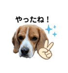 ビーグル犬‎ᐡˊﻌˋᐡ TONY BOY♡2（個別スタンプ：32）