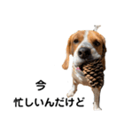 ビーグル犬‎ᐡˊﻌˋᐡ TONY BOY♡2（個別スタンプ：33）