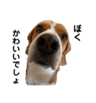 ビーグル犬‎ᐡˊﻌˋᐡ TONY BOY♡2（個別スタンプ：34）