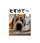 ビーグル犬‎ᐡˊﻌˋᐡ TONY BOY♡2（個別スタンプ：35）