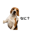ビーグル犬‎ᐡˊﻌˋᐡ TONY BOY♡2（個別スタンプ：36）