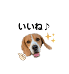ビーグル犬‎ᐡˊﻌˋᐡ TONY BOY♡2（個別スタンプ：37）