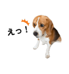 ビーグル犬‎ᐡˊﻌˋᐡ TONY BOY♡2（個別スタンプ：38）