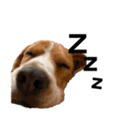 ビーグル犬‎ᐡˊﻌˋᐡ TONY BOY♡2（個別スタンプ：39）