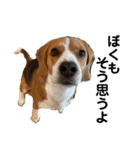 ビーグル犬‎ᐡˊﻌˋᐡ TONY BOY♡2（個別スタンプ：40）