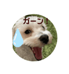リイシューちゃん4（個別スタンプ：1）