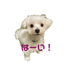 リイシューちゃん4（個別スタンプ：9）