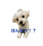 リイシューちゃん4（個別スタンプ：15）