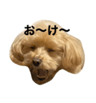 とあるマルプーの一言（個別スタンプ：3）