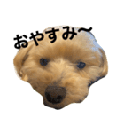 とあるマルプーの一言（個別スタンプ：5）