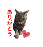 わたしがあのべべ（個別スタンプ：8）