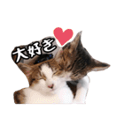 なりるい姉妹（仔猫編）（個別スタンプ：1）