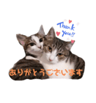 なりるい姉妹（仔猫編）（個別スタンプ：2）