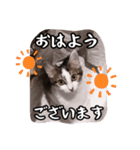 なりるい姉妹（仔猫編）（個別スタンプ：3）