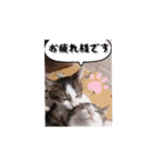 なりるい姉妹（仔猫編）（個別スタンプ：4）