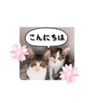 なりるい姉妹（仔猫編）（個別スタンプ：5）