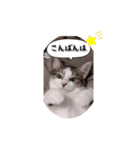 なりるい姉妹（仔猫編）（個別スタンプ：6）