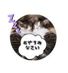 なりるい姉妹（仔猫編）（個別スタンプ：7）