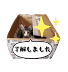 なりるい姉妹（仔猫編）（個別スタンプ：8）