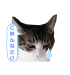 なりるい姉妹（仔猫編）（個別スタンプ：9）