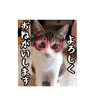 なりるい姉妹（仔猫編）（個別スタンプ：12）