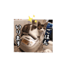 なりるい姉妹（仔猫編）（個別スタンプ：13）