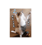 なりるい姉妹（仔猫編）（個別スタンプ：15）