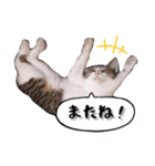 なりるい姉妹（仔猫編）（個別スタンプ：16）