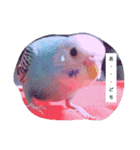 可愛い鳥さん達（個別スタンプ：1）