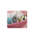 可愛い鳥さん達（個別スタンプ：2）