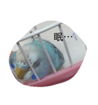 可愛い鳥さん達（個別スタンプ：7）