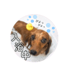 ミニチュアダックスのラナ（個別スタンプ：2）