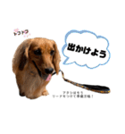ミニチュアダックスのラナ（個別スタンプ：6）