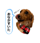 ミニチュアダックスのラナ（個別スタンプ：20）